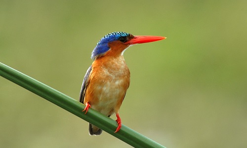 Birdwatching Safari Malawi