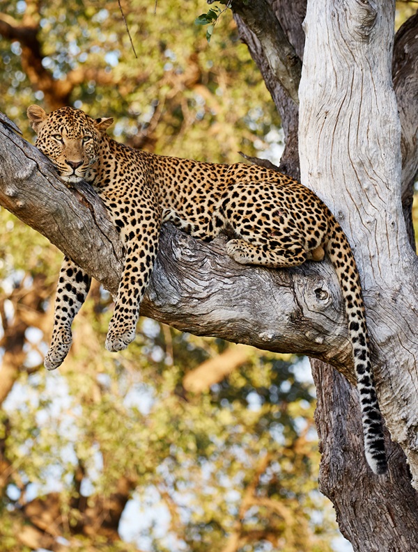 Nyika National Park