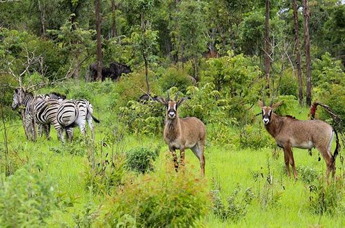 Malawi Safari Package