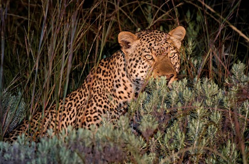 Nyika Park Safari