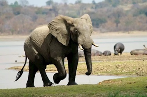 Vwaza Marsh Elephant