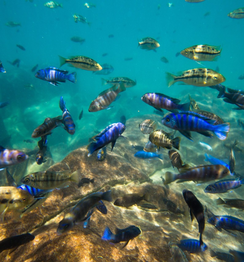 Lake Malawi Park