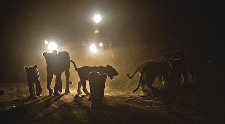 Night Game Drives