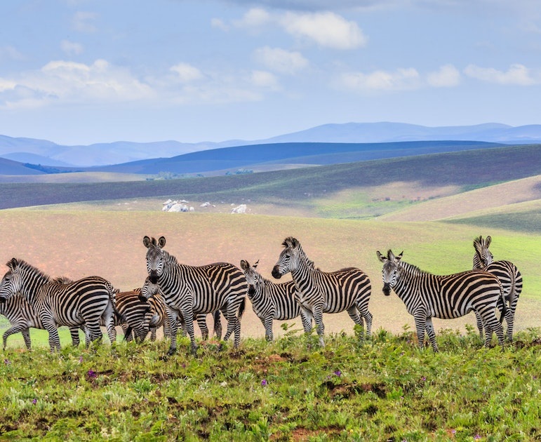 3 Days Safari in Nyika National Park Malawi