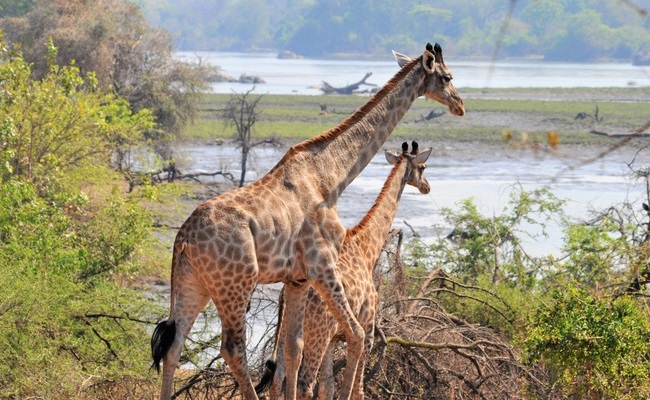 Majete Safari Malawi