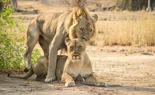Majete Lion Malawi