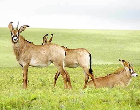 Nyika National Park