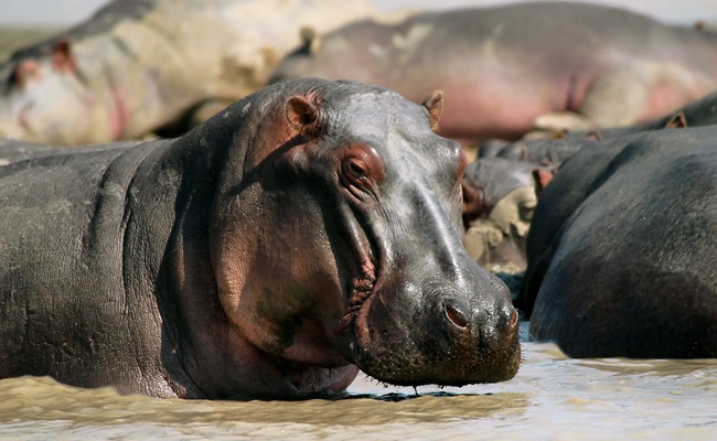 Vwaza Marsh Safari