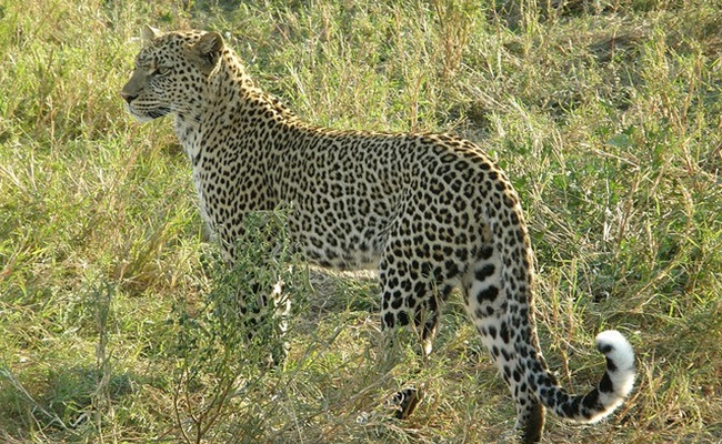 Nyika Park Safari